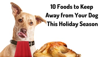 10 Foods to Keep Away from Your Dog This Holiday Season