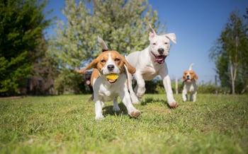 3 Dangers at the Dog Park