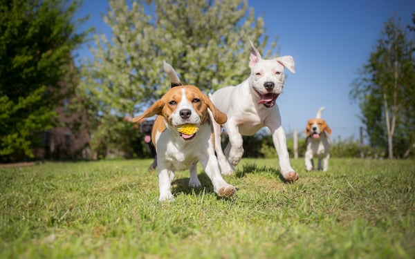 3 Dangers at the Dog Park