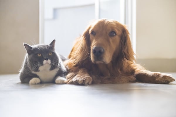 CBD-Cats-Dogs-Anxiety