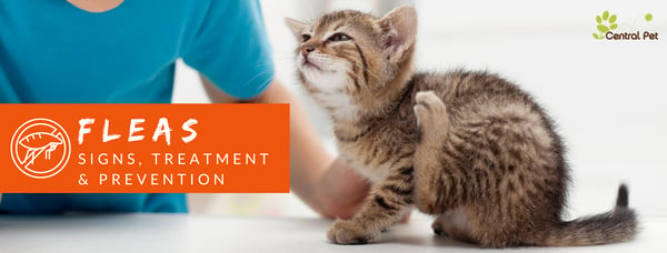 Central Pet Flea treatment, symptoms, and prevention
