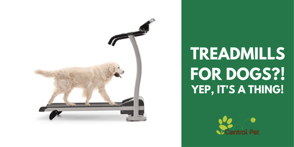 CP- Dog Treadmills