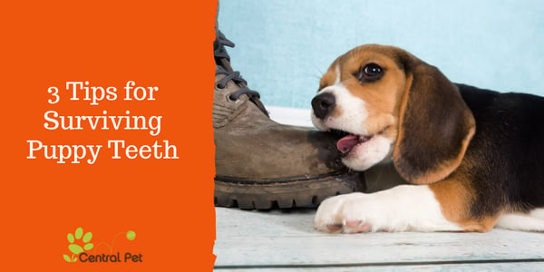 How to survive puppy teething