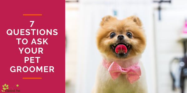 7 Questions to Ask Your Pet Groomer