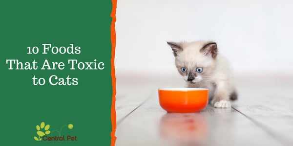 CP_ Foods Toxic Cats