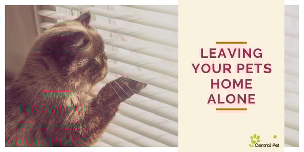 How long should you leave your pets home alone?