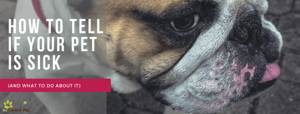 CP_ Pet Health