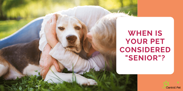 When are pets considered senior?