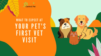 What to expect at your dog's first vet visit