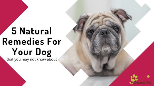 5 natural remedies for your dog's aliments