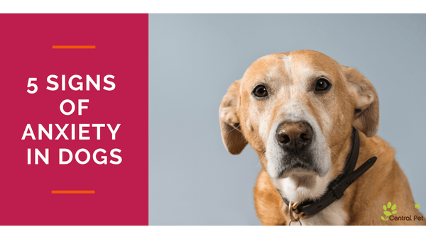 5 Subtle Signs of Anxiety in Dogs