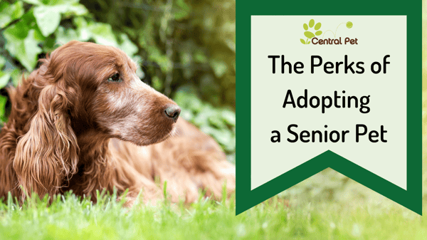 The perks of adopting a senior dog