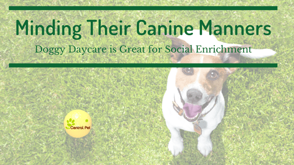 Doggy Daycare is great for social enrichment in dogs