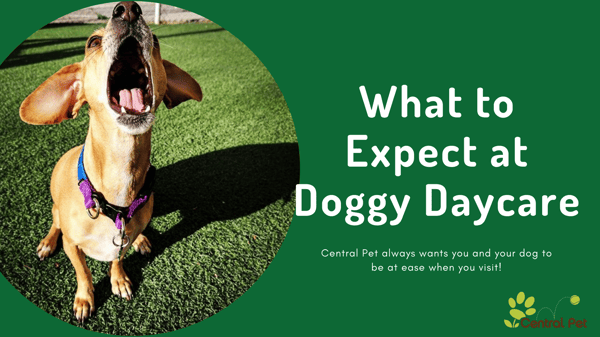 What to Expect at Central Pet's Doggy Daycare
