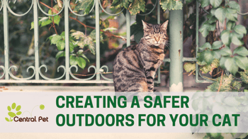 How to create a safe outdoor space for your cat