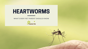 What every pet parent should know about heartworms and mosquitos