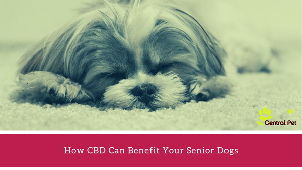 Benefits of CBD for senior dogs