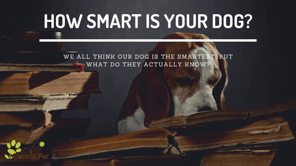 How smart is your dog?