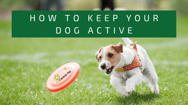 How to keep your dog active