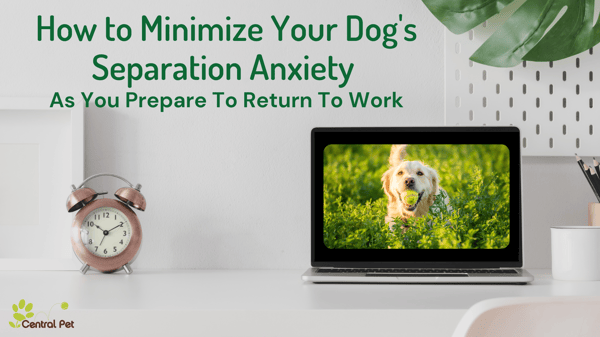 How to minimize your dogs separation anxiety as you prepare to return to the office