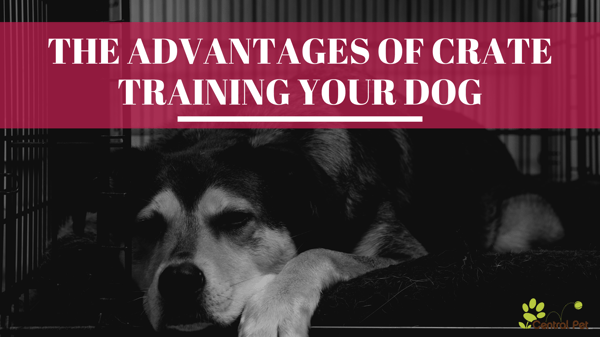 The Advantages of Crate Training Your Dog