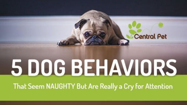 Dog Behavior Pug Sulking on Floor