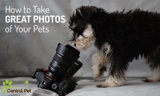 Photo of a puppy staring into a camera sitting on a couch.