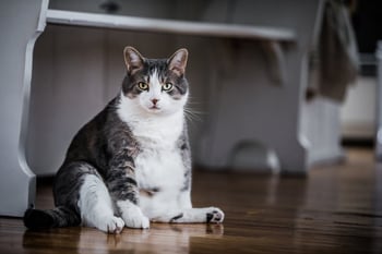 How to keep your cat lose weight