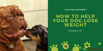 Is your dog overweight_