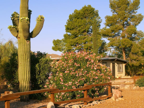 Plants in Tucson, Arizona