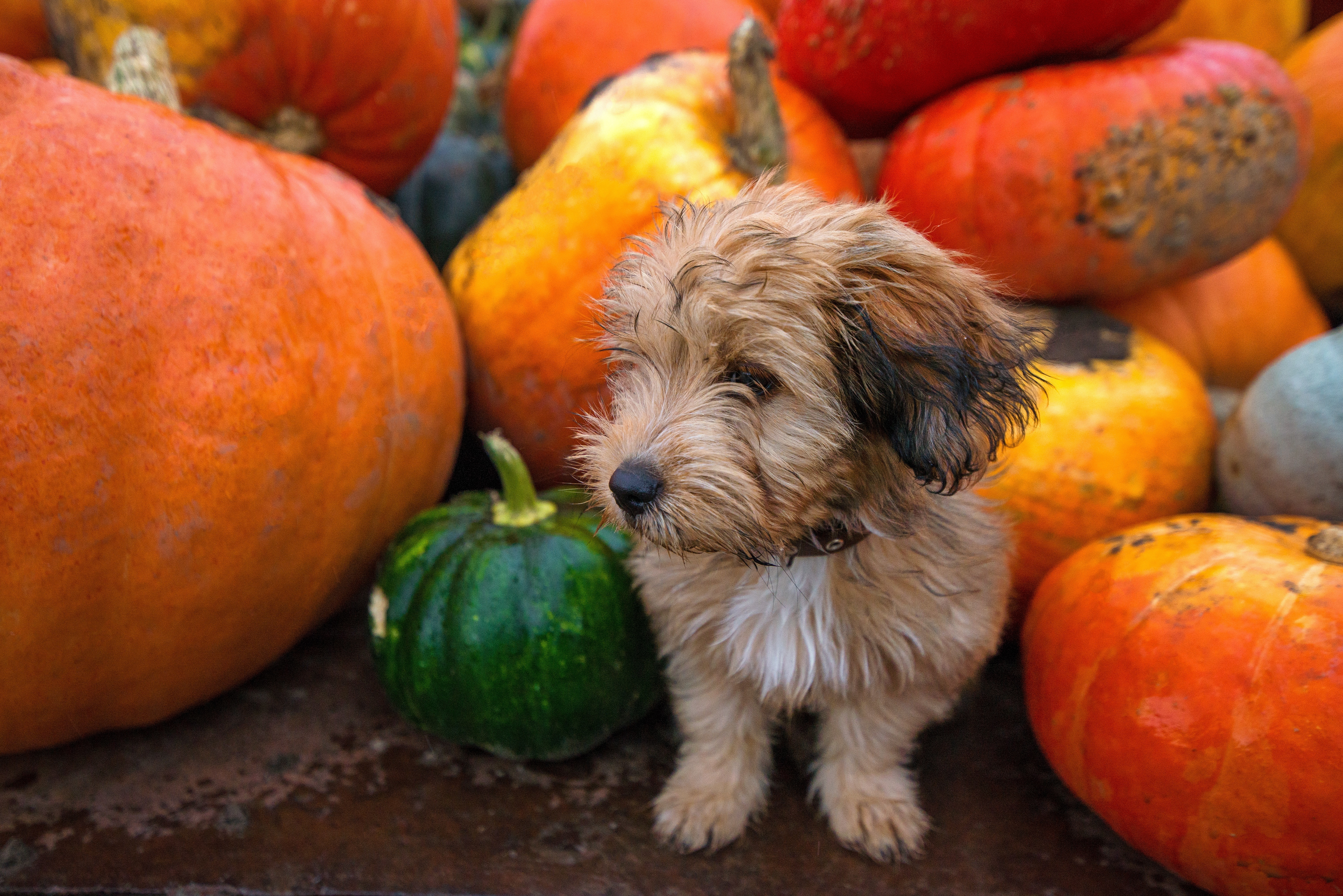 doggy pumpkins