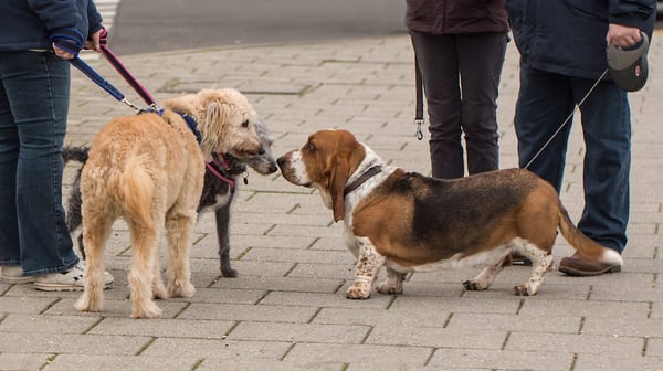 Socialize Your Older Dog Central Pet AZ