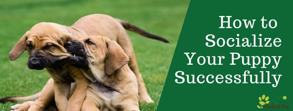 Socialize Your Puppy- Tucson