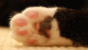 cat-paw