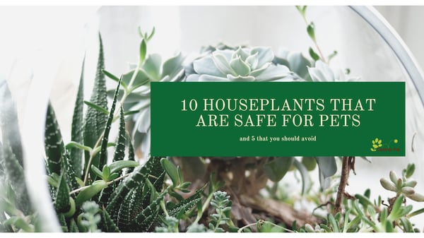 10 Best Plants Safe For Cats And Dogs