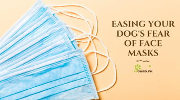 Easing your dog's fear of face masks