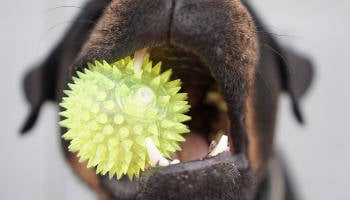 dog-toy