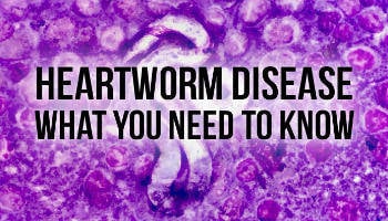 heartworm