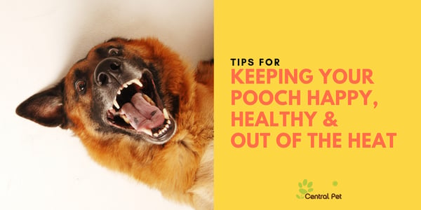 keeping your pooch happy, healthy & out of the heat