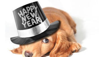 New Years Resolutions are Going to the Dogs?