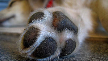 paw-waxing